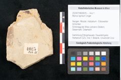 Foto (Objekt + Etikett) von Myrica lignitum Unger (NHMW-GEO-2024-0188-4025)